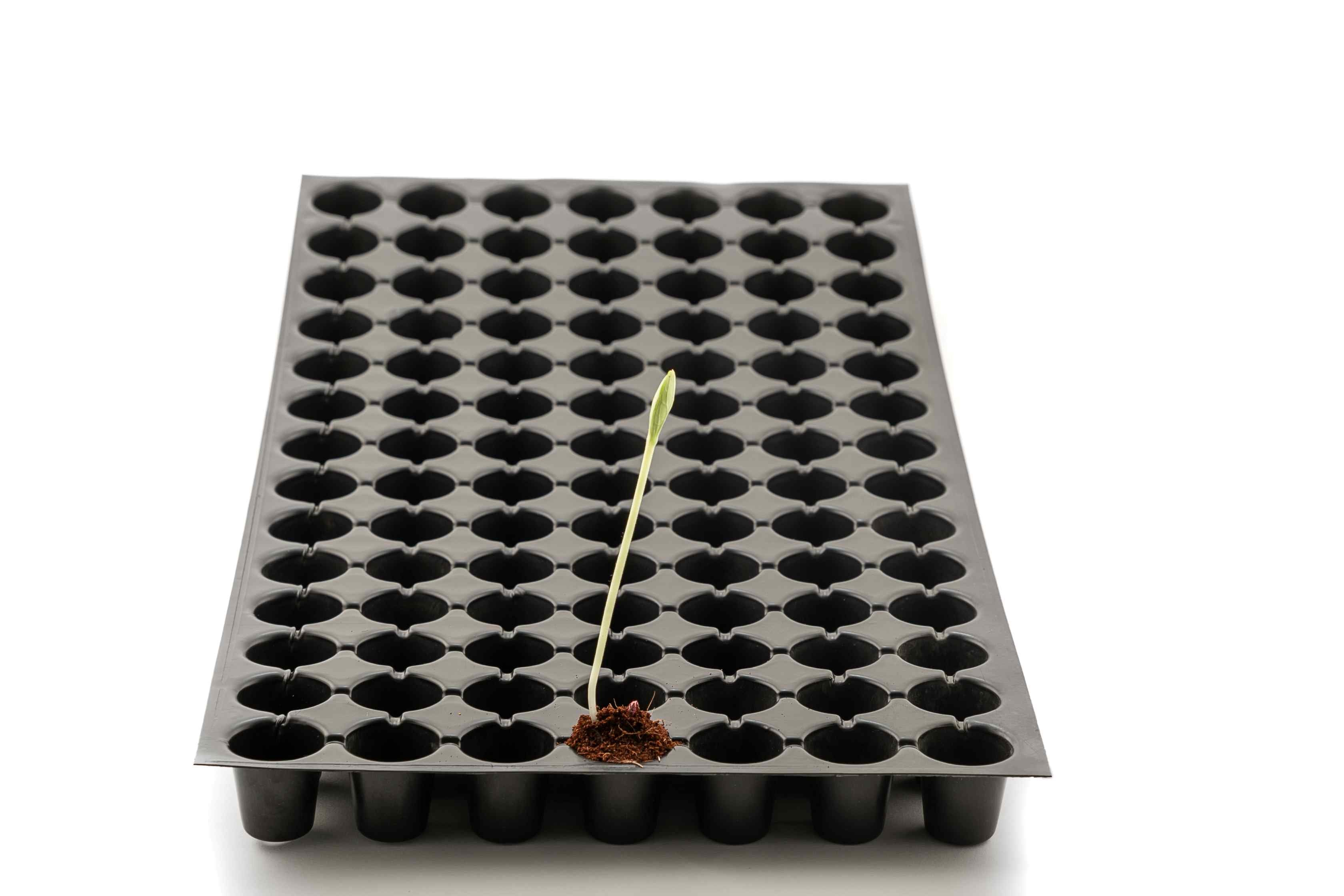 98 holes seedling tray