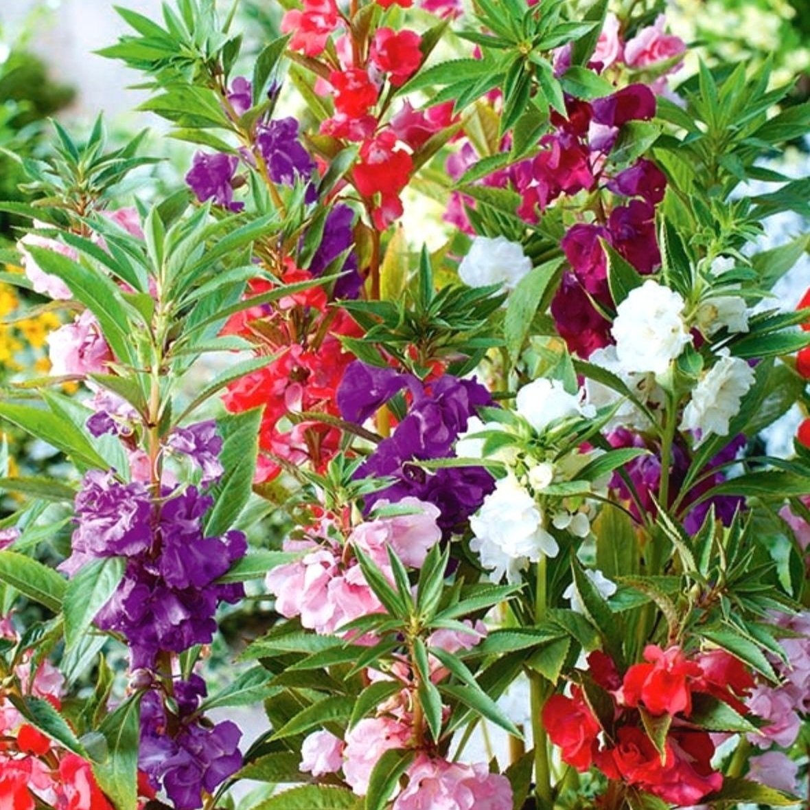 Balsam Seeds -Bombay Seeds