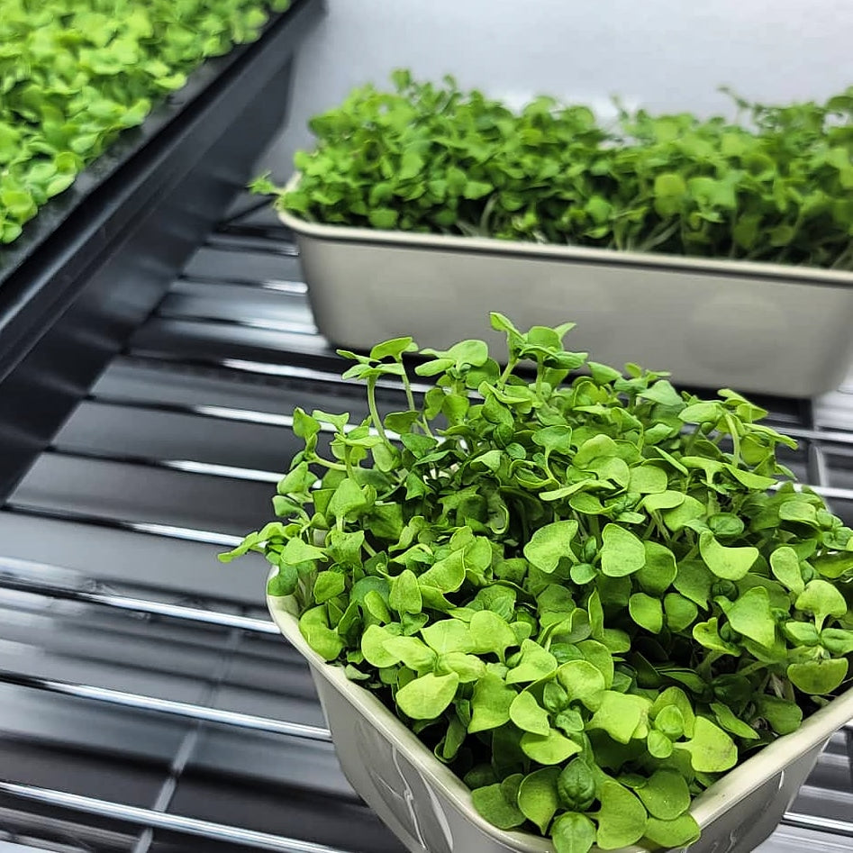 Basil Microgreen Seeds (50g)