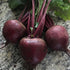 Beetroot Seeds - Bombay Seeds.