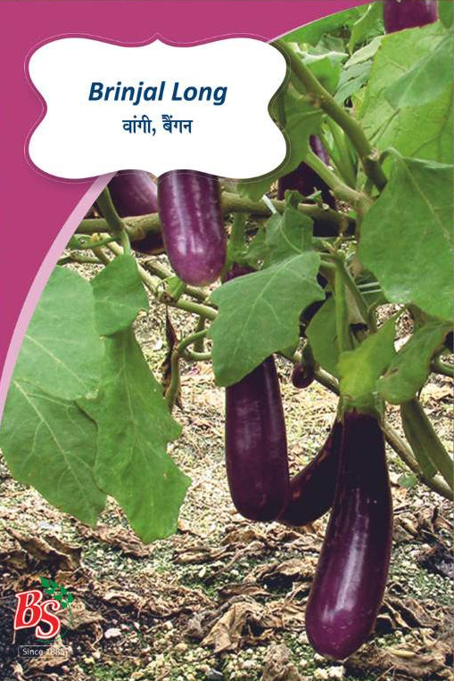 Brinjal Long Seeds -Bombay Seeds