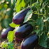 Brinjal Egg plant Seeds -Bombay Seeds