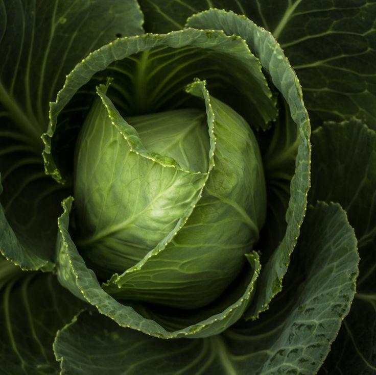 Cabbage Seeds