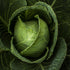 Cabbage Seeds