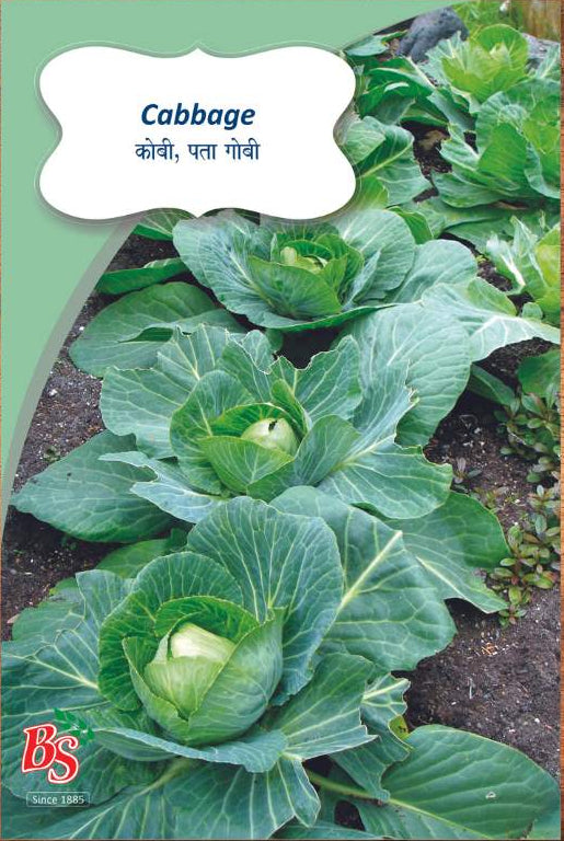 Cabbage Seeds