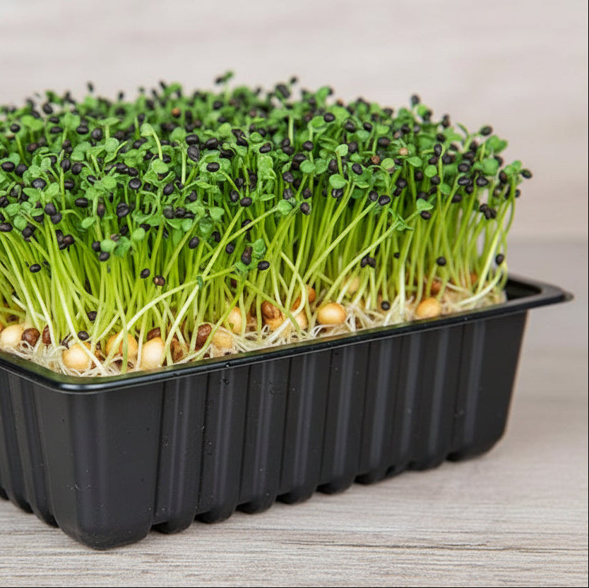 Chinese Cabbage Microgreen Seeds (50g)