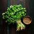 Coriander seeds