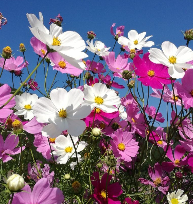 Cosmos Flower Seeds