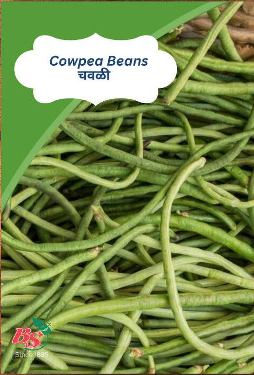 Cowpea bean seeds
