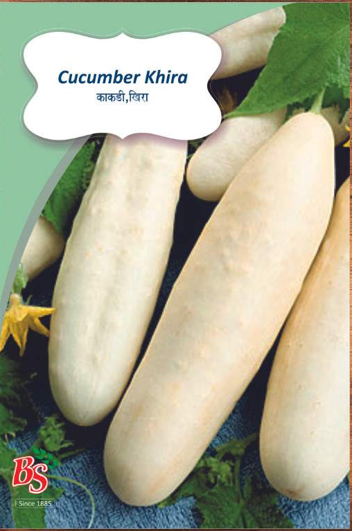 Cucumber Kheera seeds