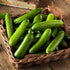 Cucumber Seeds