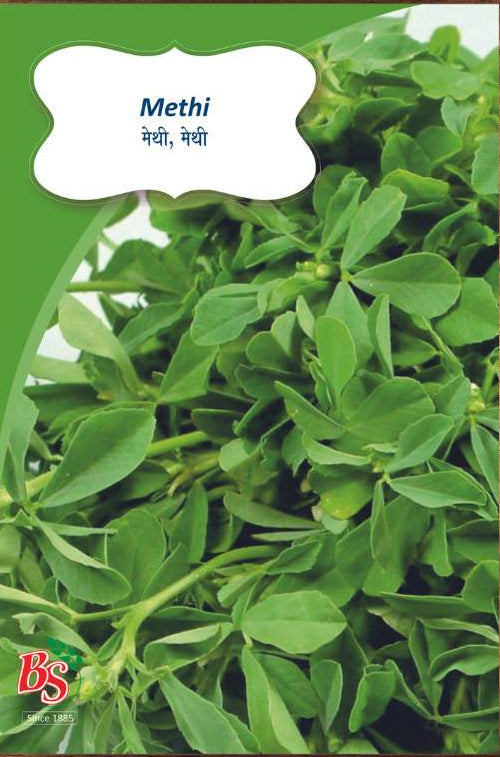 Fenugreek seeds -Bombay Seeds