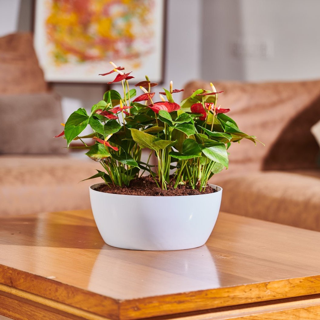 Geneva Planters