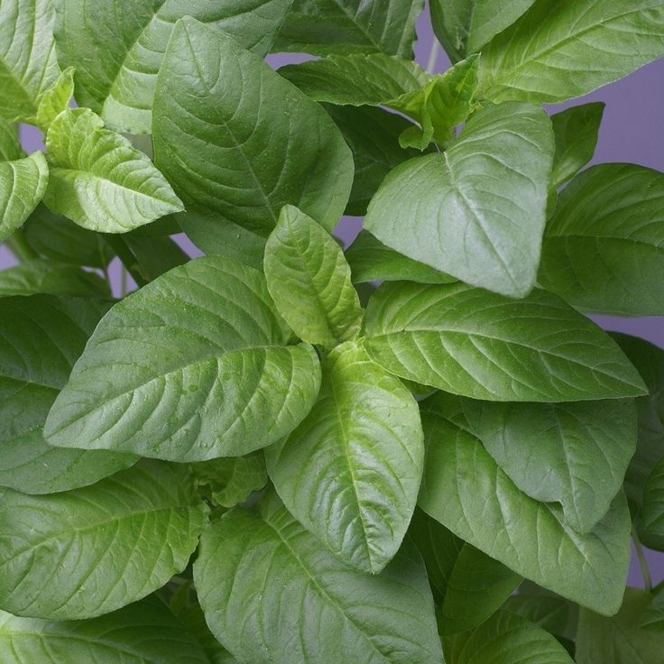 Green Amaranthus Seeds