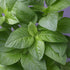 Green Amaranthus Seeds -Bombay Seeds