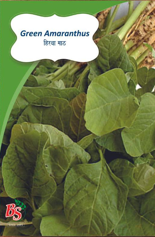 Green Amaranthus Seeds -Bombay Seeds