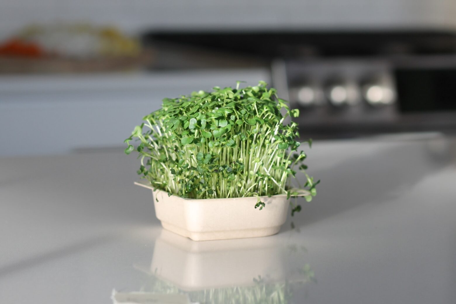 Kale Green Microgreen Seeds (50g)