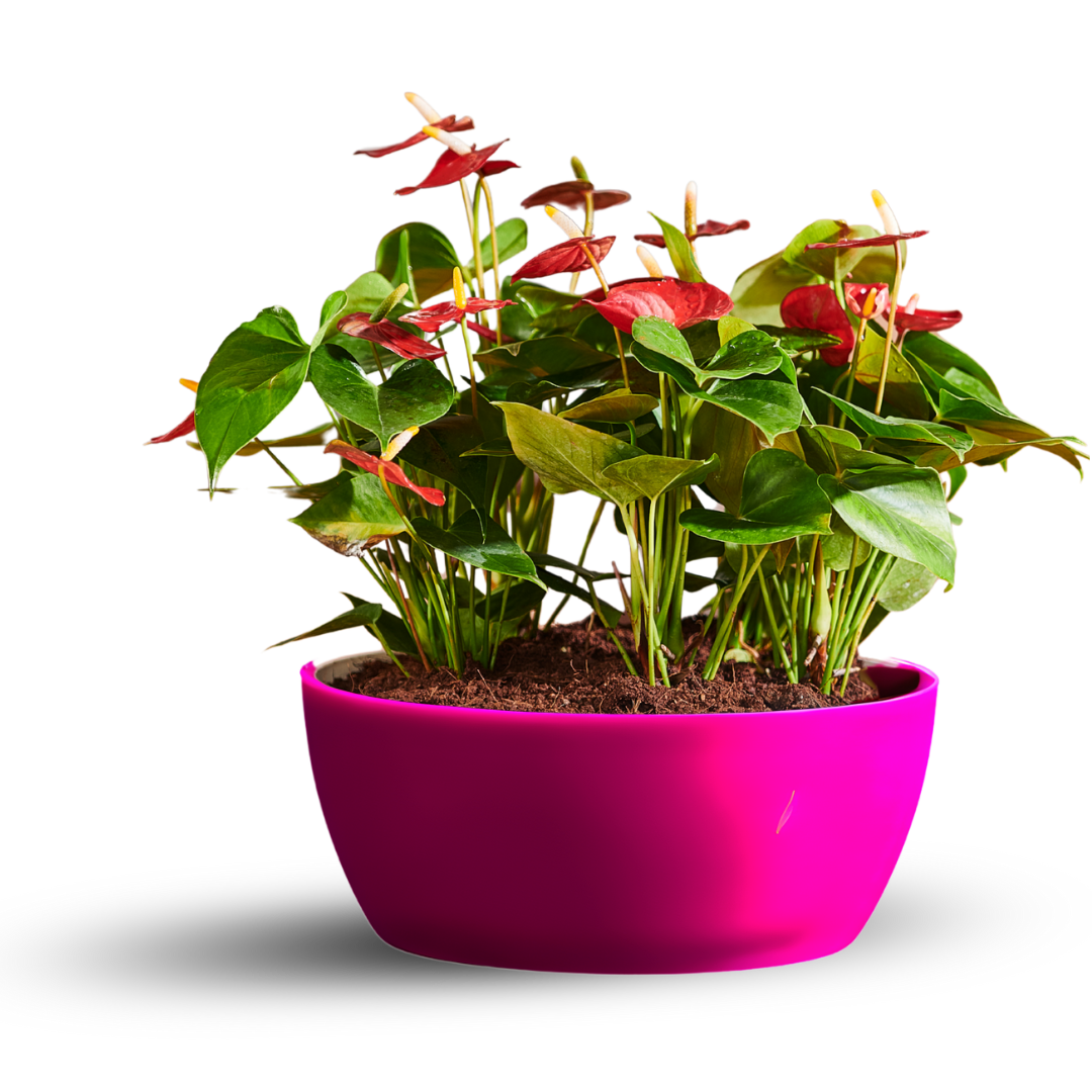 Geneva Planter