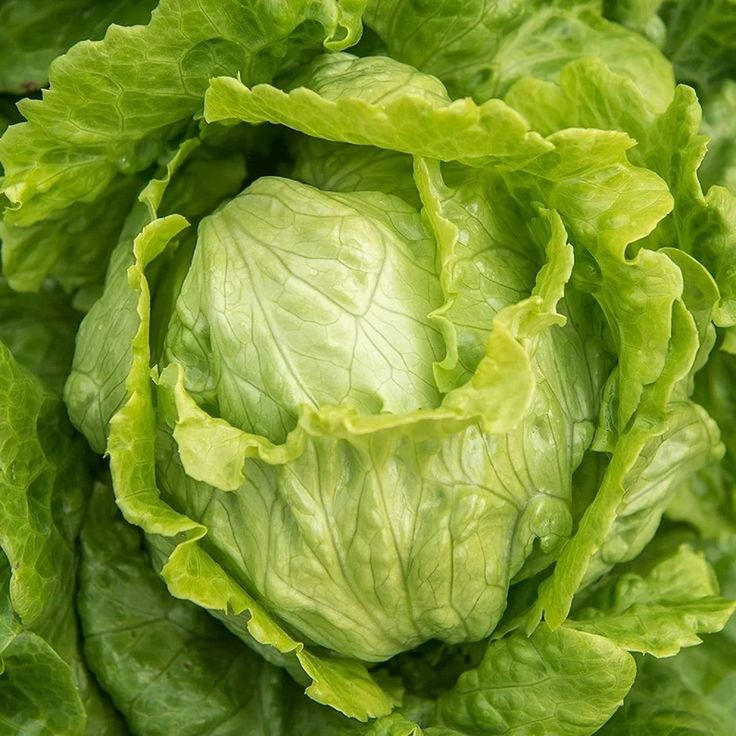 Lettuce Iceberg Seeds