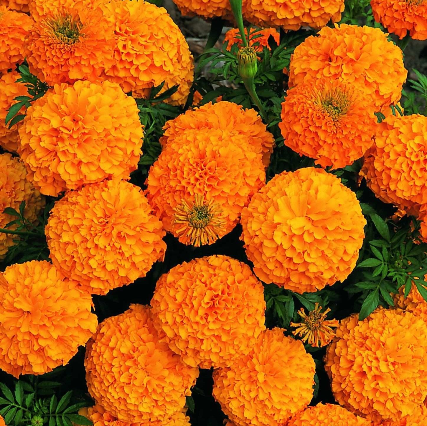 jamanthi flower seeds Buy Marigold African Seeds Online – Bombay Seeds