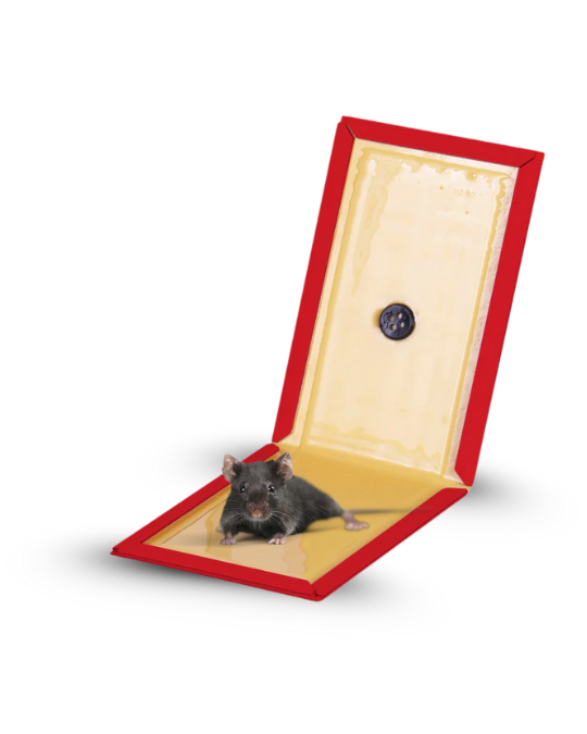 Bingoo Rodent Glue Trap (Small)