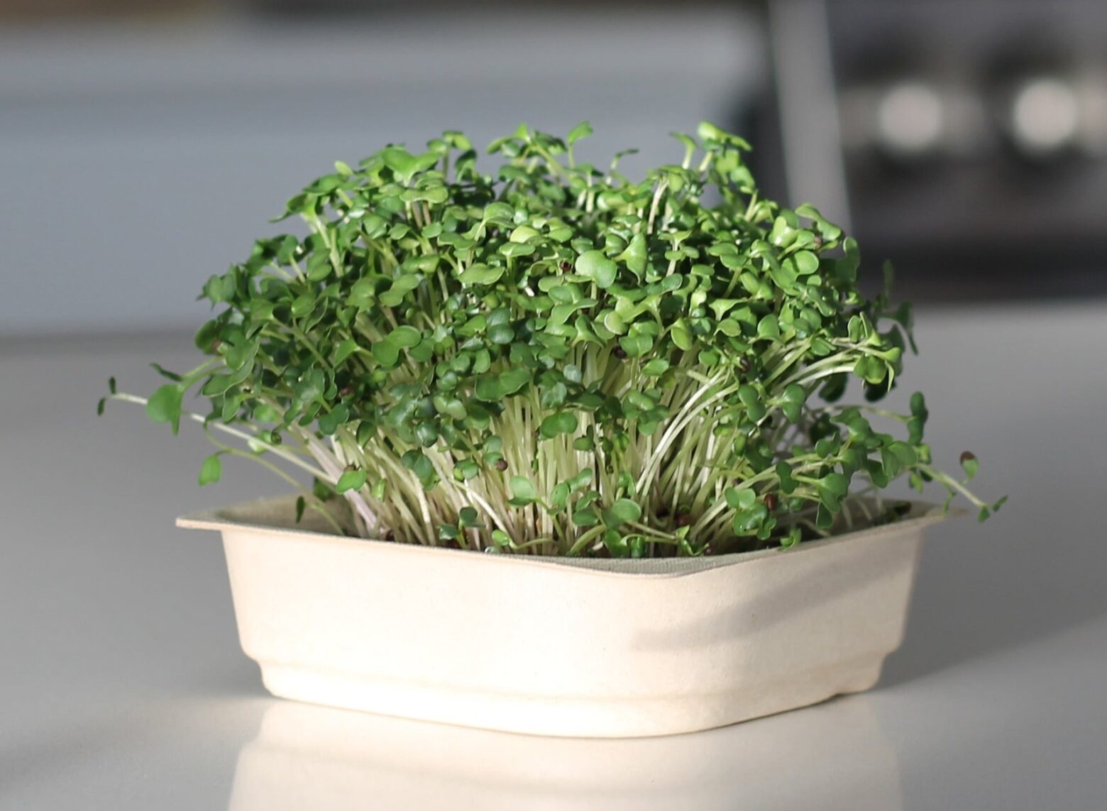 Mustard Microgreen Seeds (50g)
