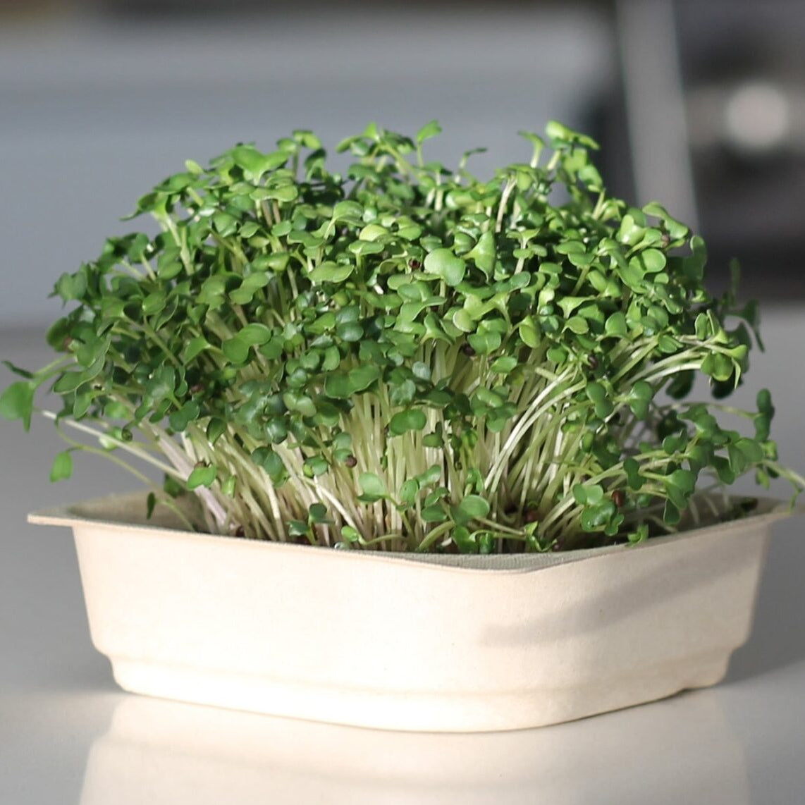 Mustard Microgreen Seeds (50g)