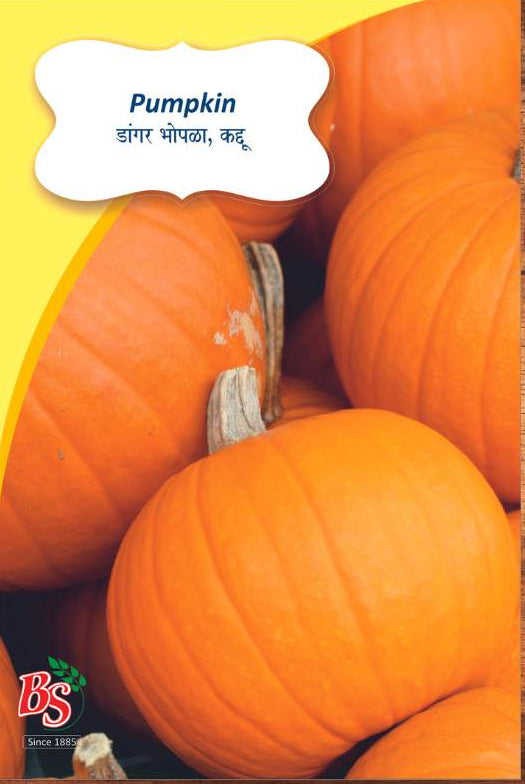 Pumpkin Seeds
