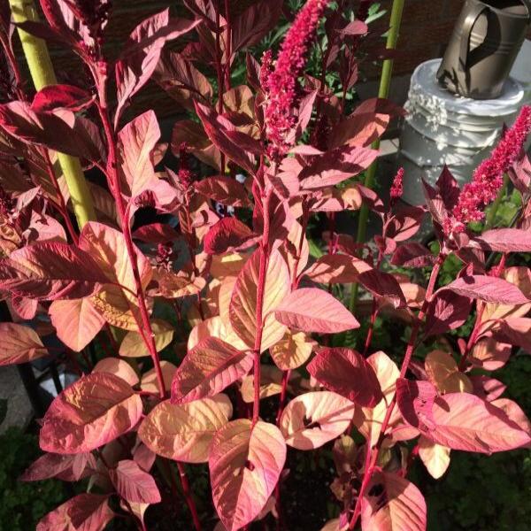 Red Amaranth Seeds -Bombay Seeds