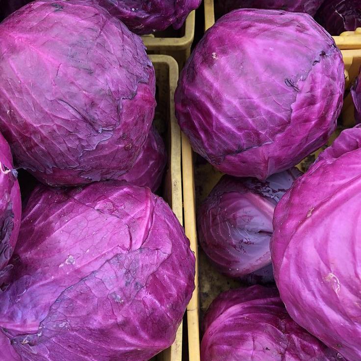 Red Cabbage Seeds -Bombay Seeds