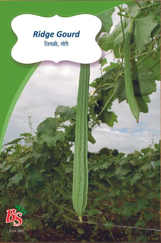 Ridge Gourd Seeds