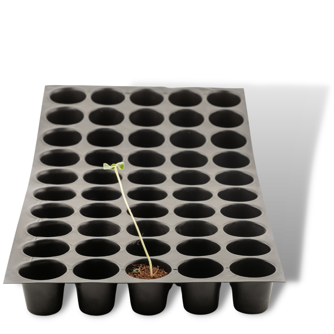 Seedling Tray
