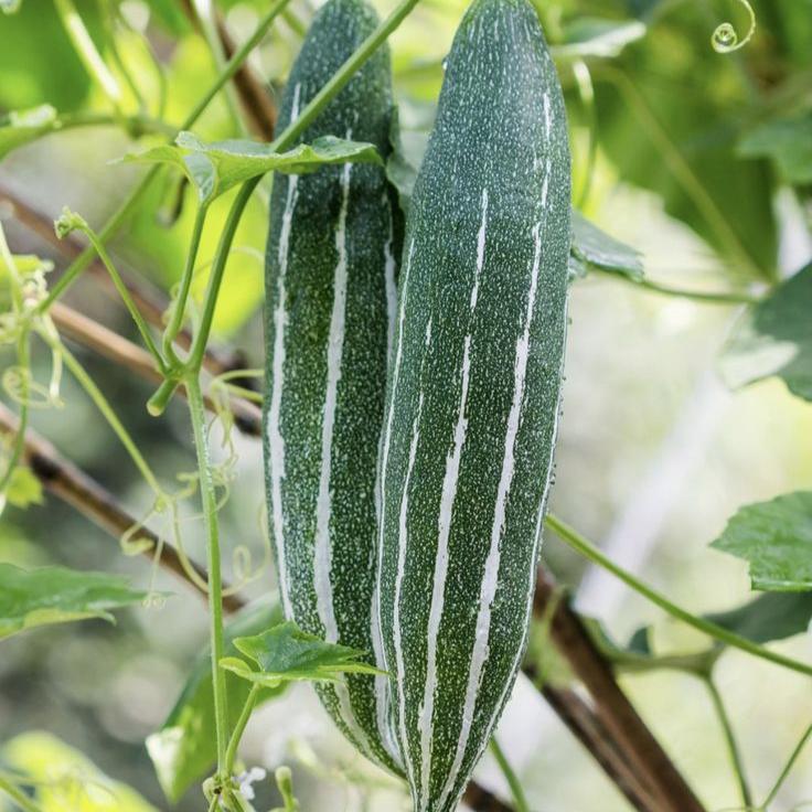 Snake Gourd Seeds