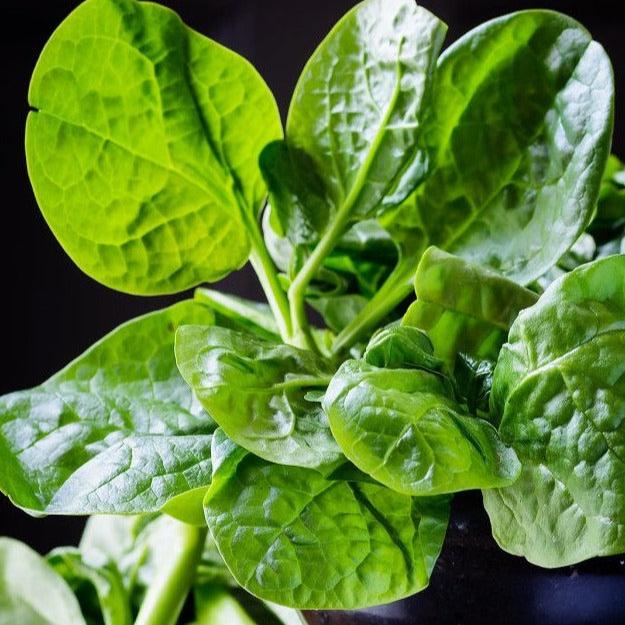 Spinach seeds