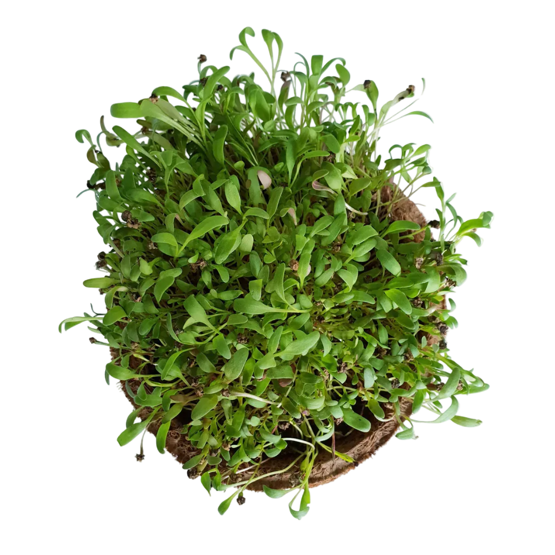Spinach Microgreen Seeds (50g)
