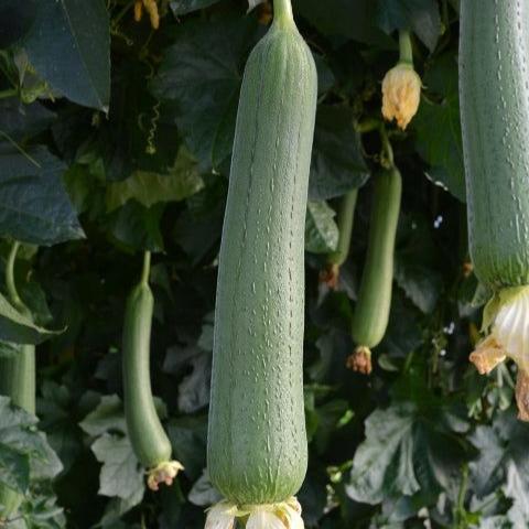 sponge gourd seeds