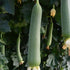 sponge gourd seeds