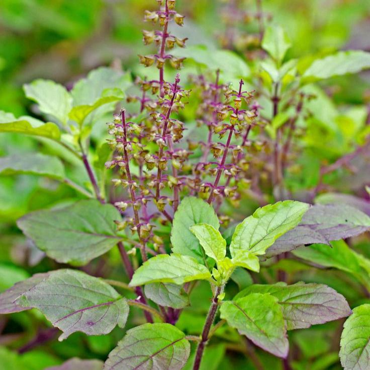 Tulsi seeds