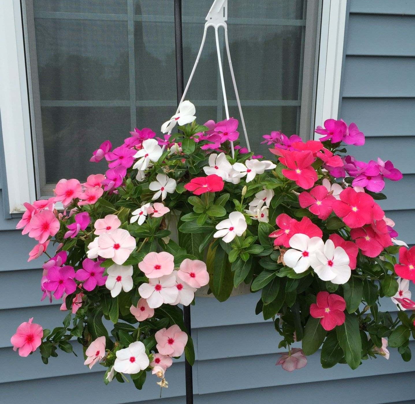 Vinca Flower Seeds