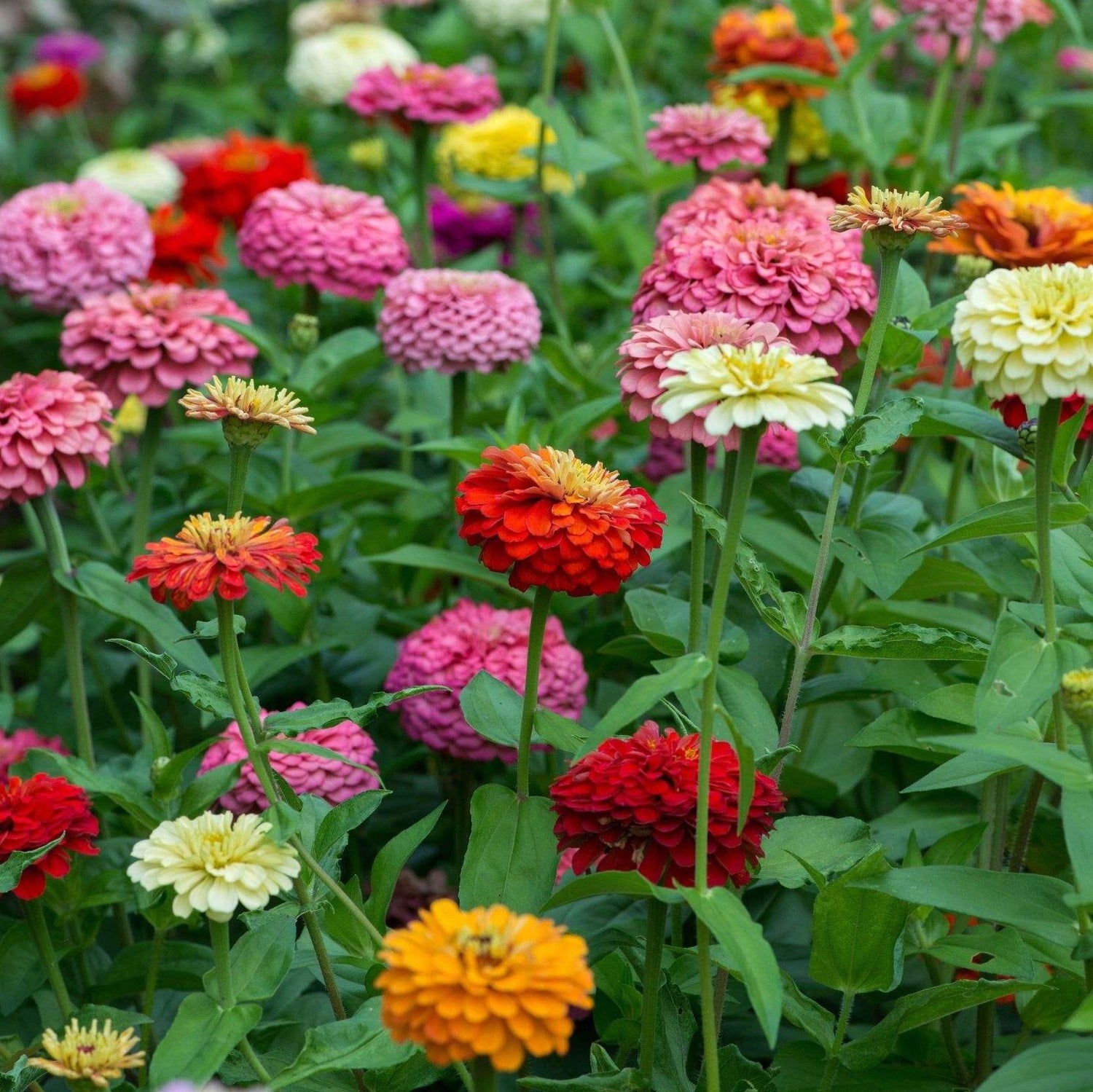 Zinnia Flower Seeds