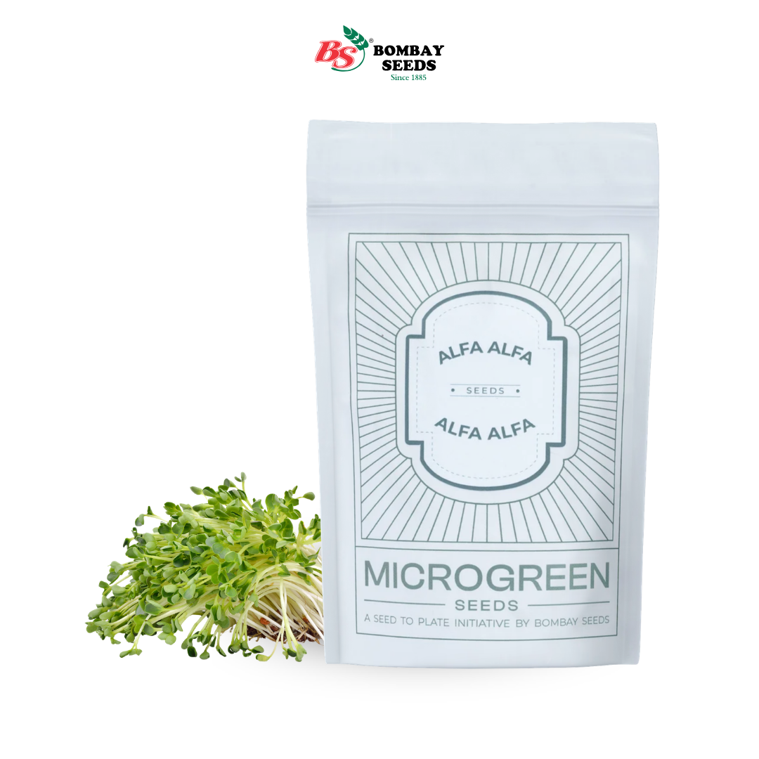 Alfalfa Microgreen Seeds (50g)