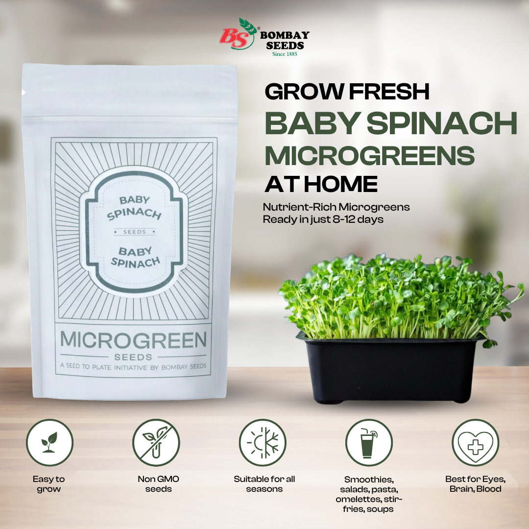 Baby Spinach Microgreen Seeds (50g)
