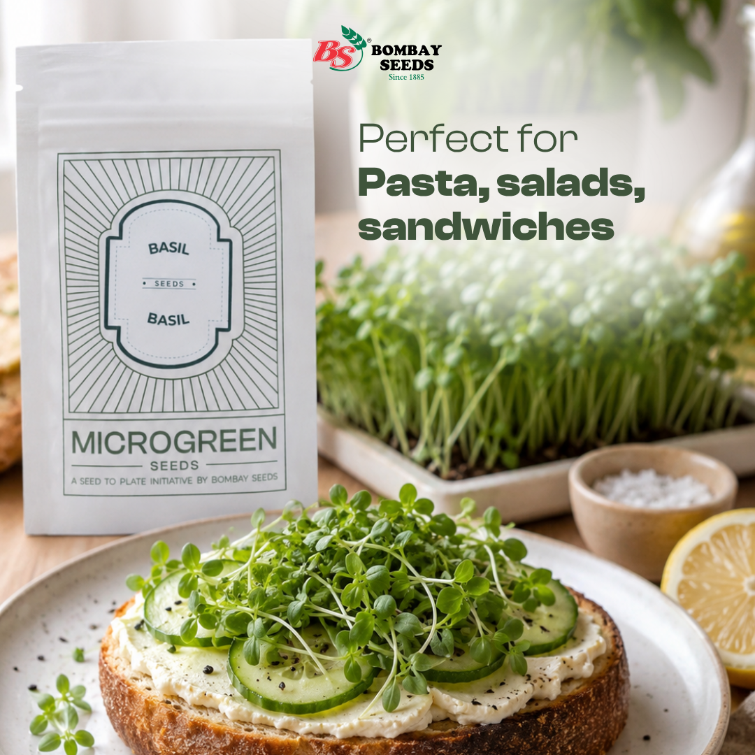 Basil Microgreen Seeds (50g)