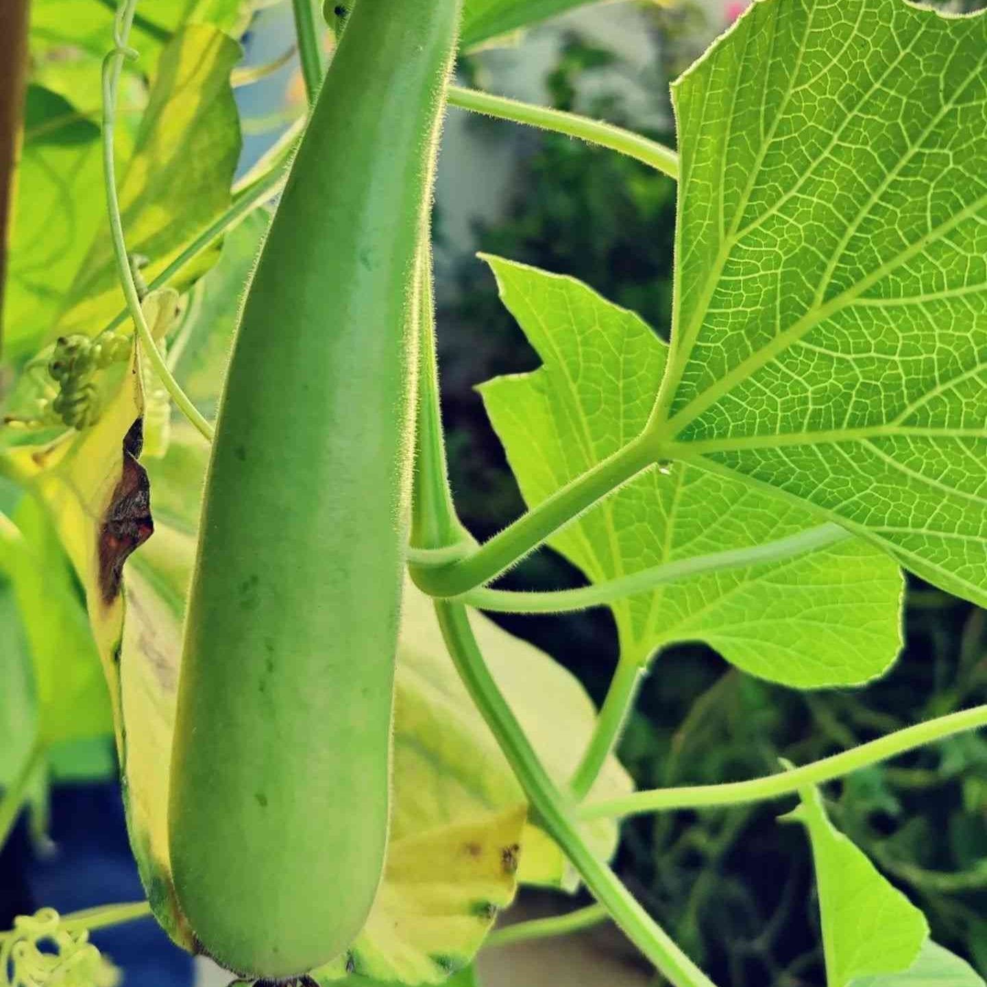 Bottle Gourd Seeds - Bombay Seeds