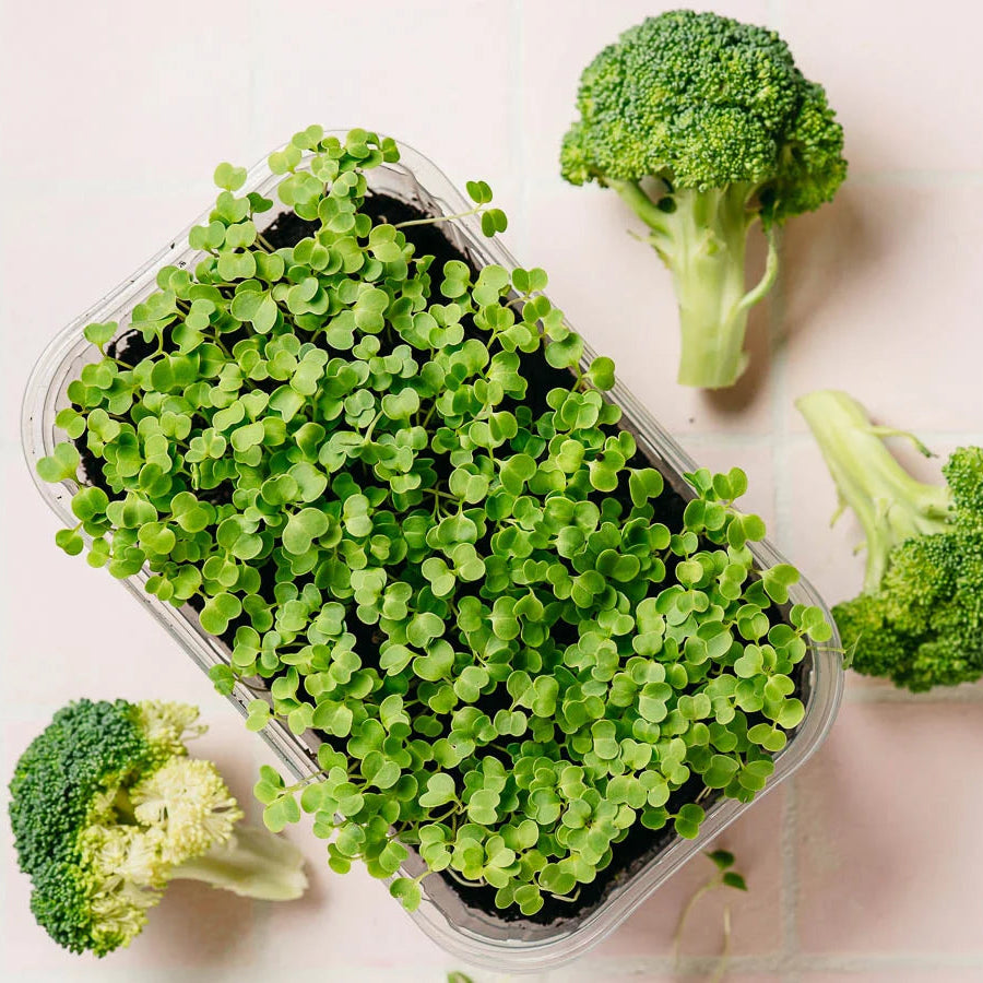 Broccoli Microgreen Seeds (50g)