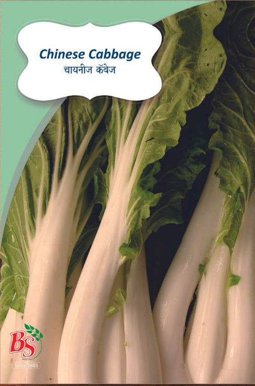 chinese cabbage Seeds -Bombay Seeds