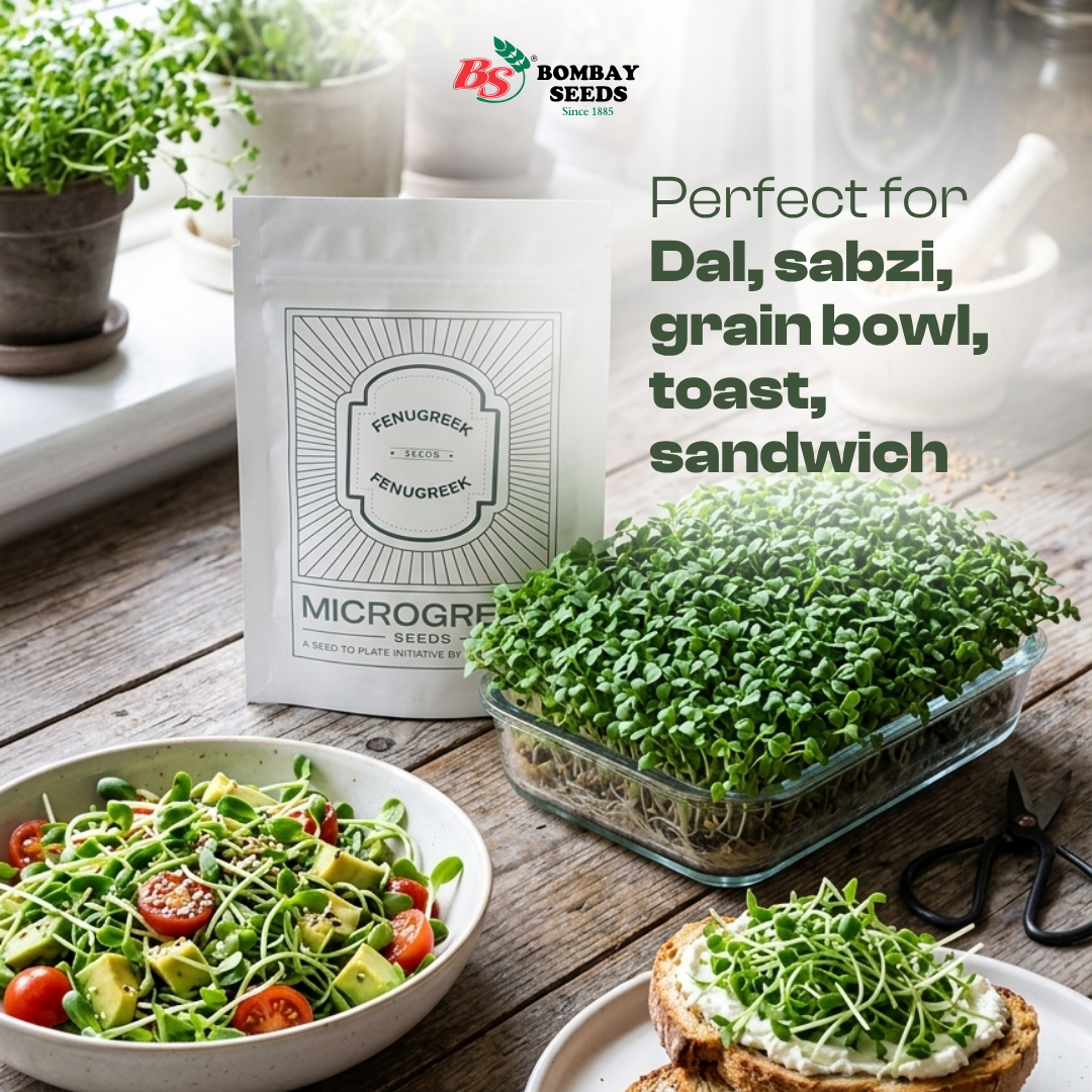 Fenugreek Microgreen Seeds (50g)