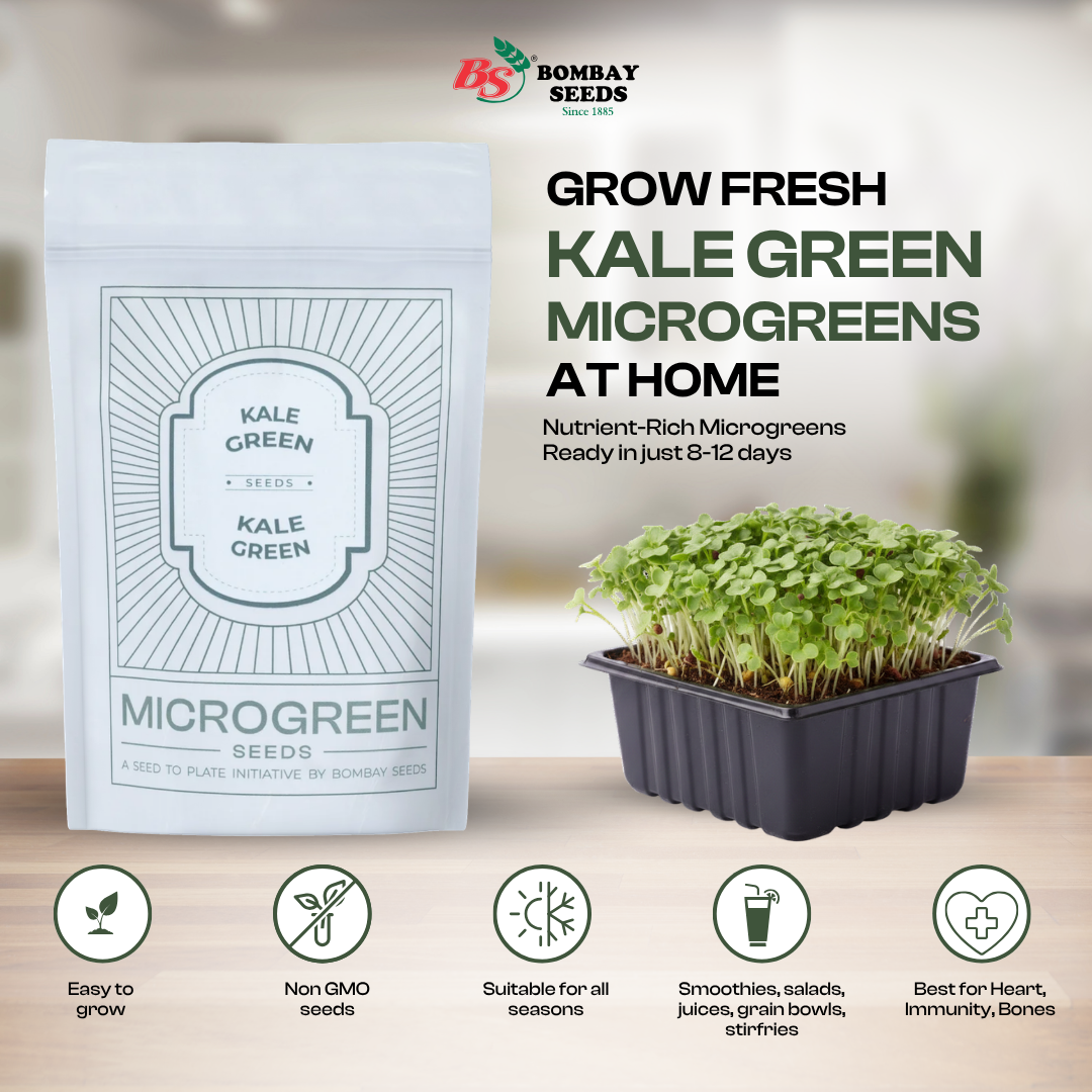 Kale Green Microgreen Seeds (50g)