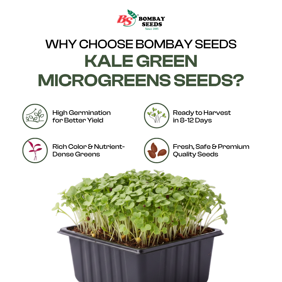 Kale Green Microgreen Seeds (50g)