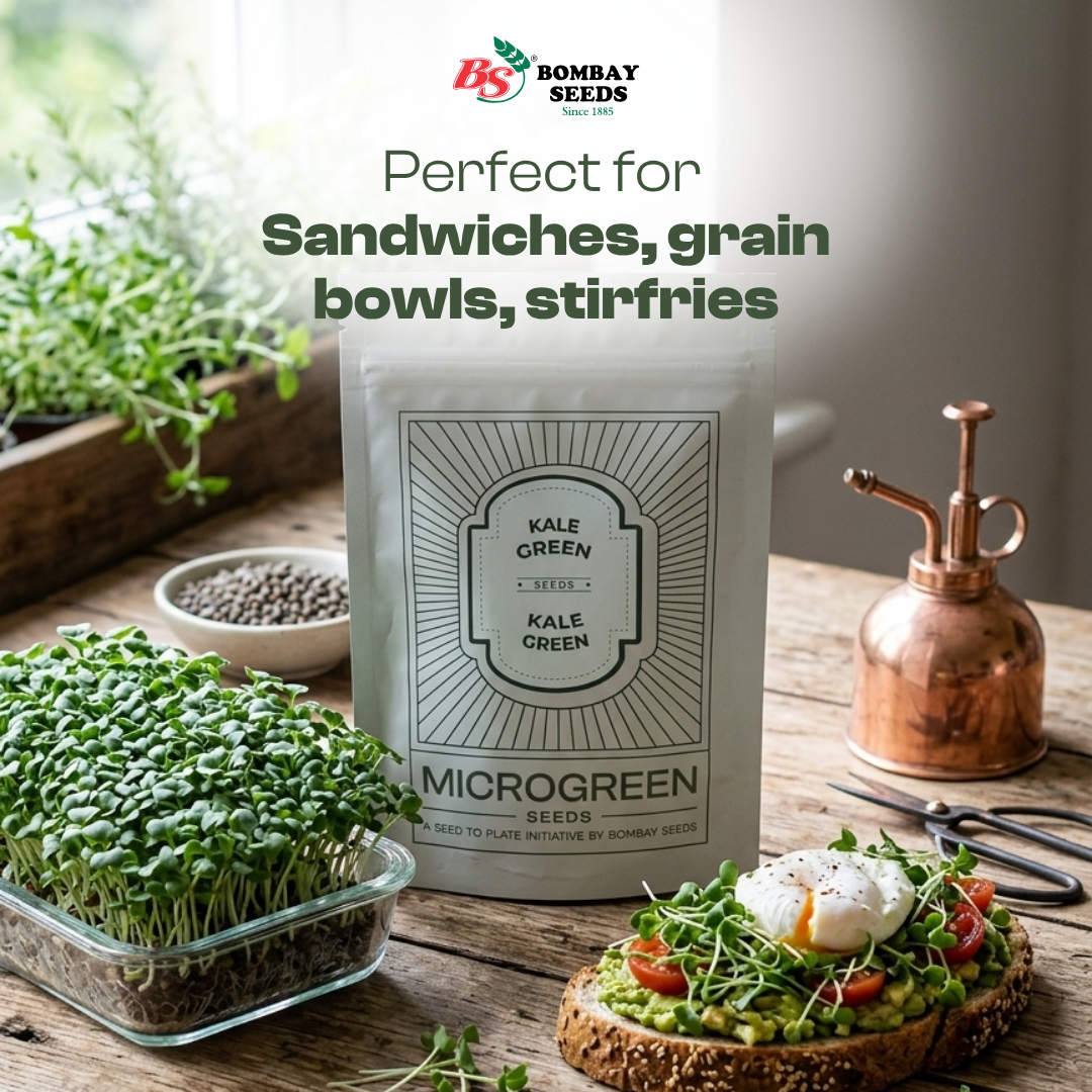 Kale Green Microgreen Seeds (50g)